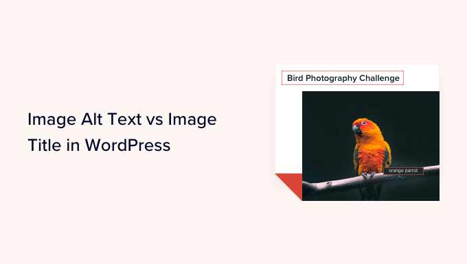 Image Alt Text vs Image Title in WordPress - What